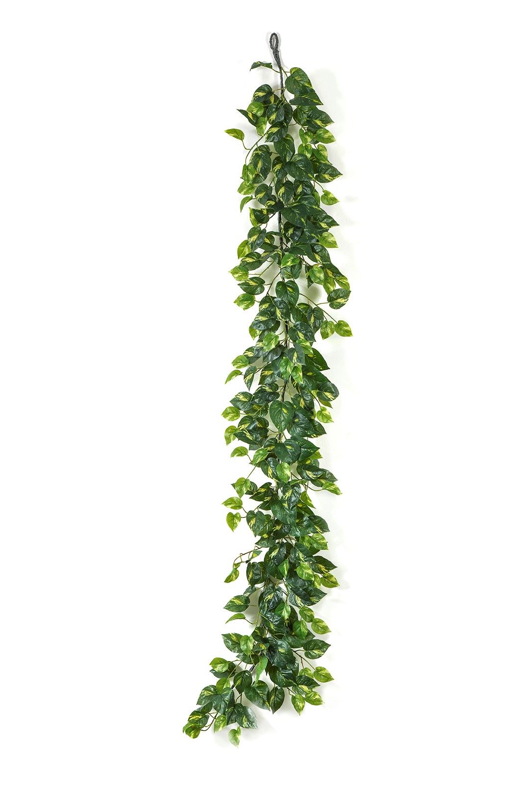 Pothos Garland - Flora World