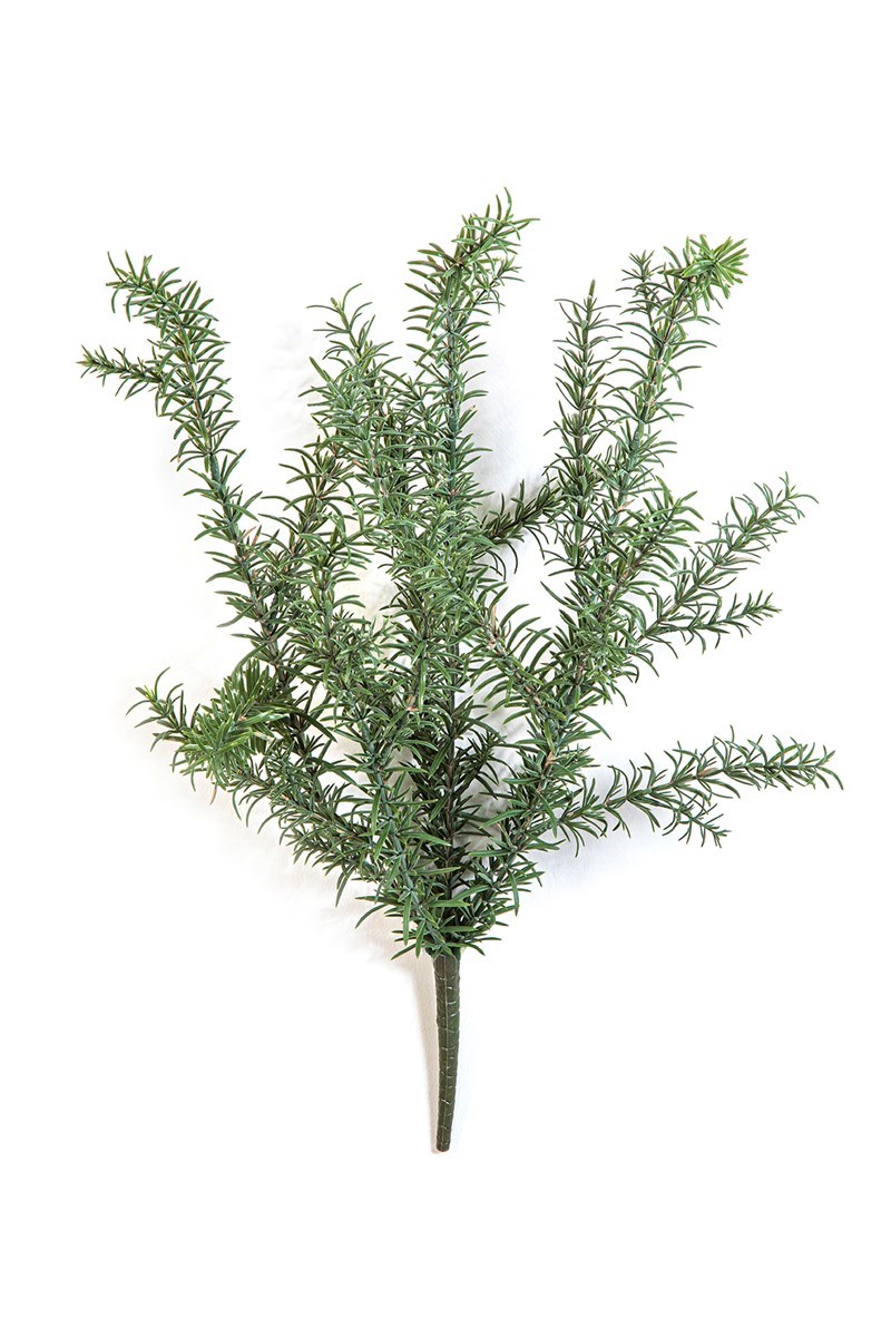 Lycium Barbarum - Set de 6 - Plantes de Goji - Pot 9cm - Hauteur 25-40cm -  FloraStore